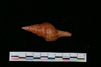 藏品(光滑赤旋螺)的圖片